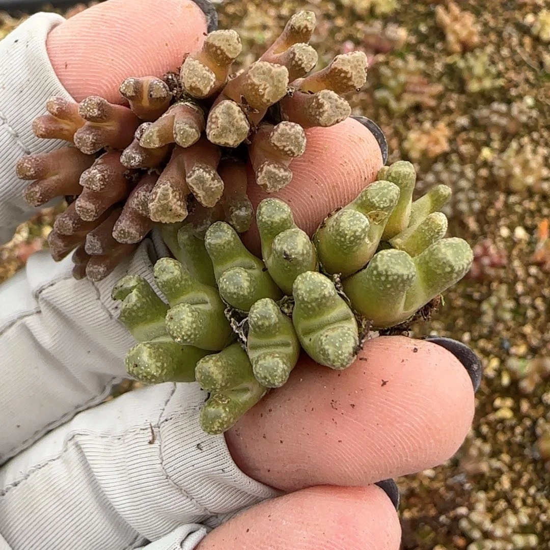 爱***猫2。23。7026。火柴。3。