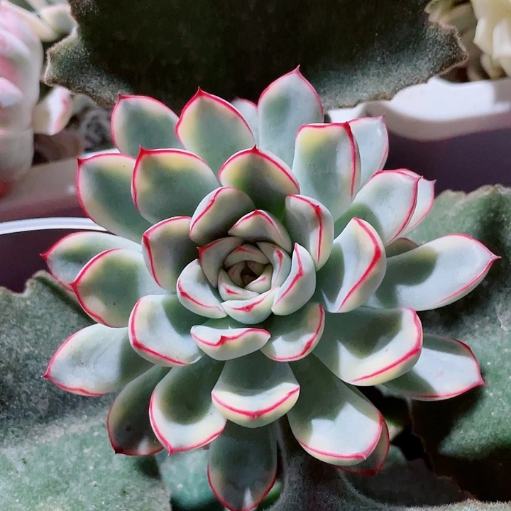 荷花白锦  锦龙园艺
