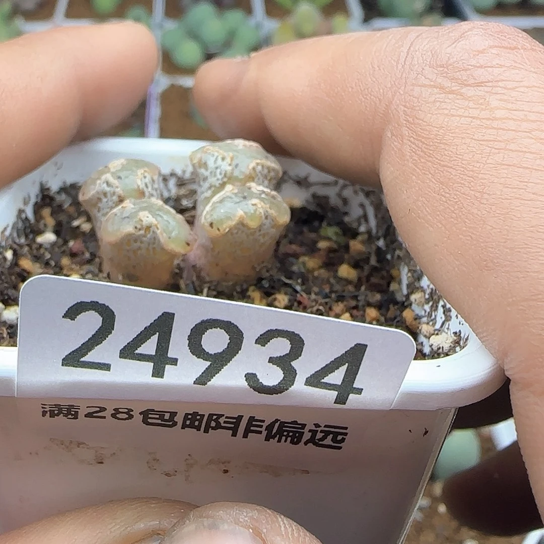 4**角脱土满28包邮24934