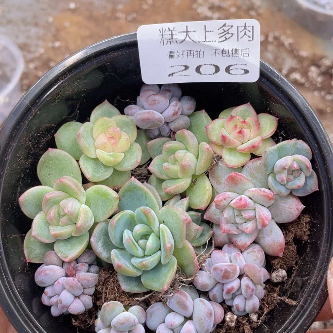 云糖心多肉植物206