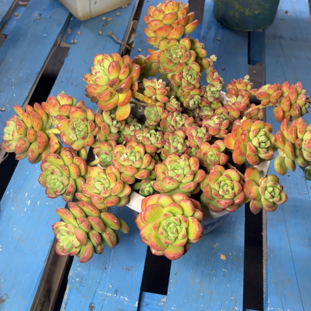 小雨多肉香格里拉杂