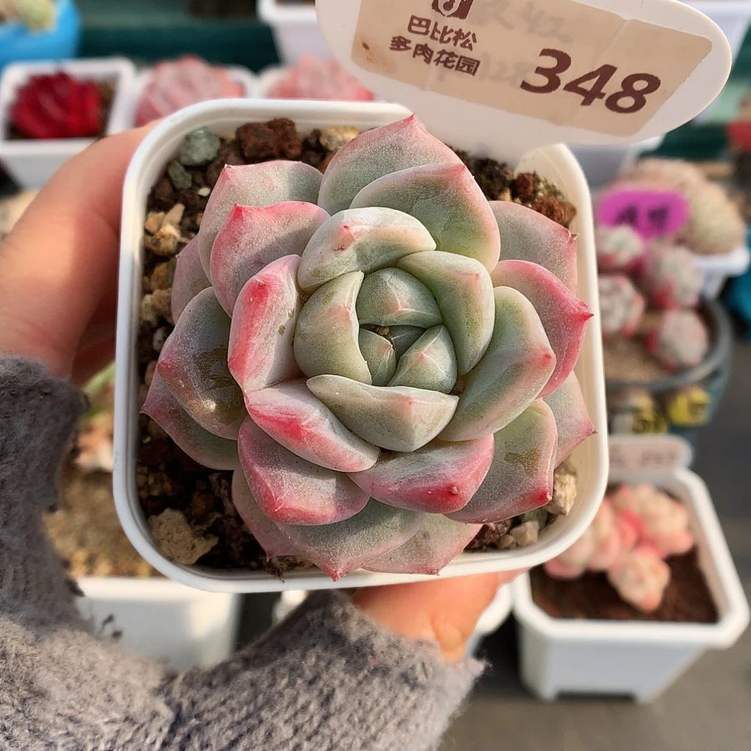 348粉钻多肉植物一个