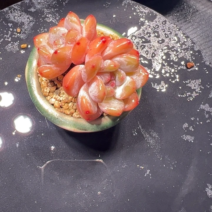 韩橙一体正庄两头多肉植物