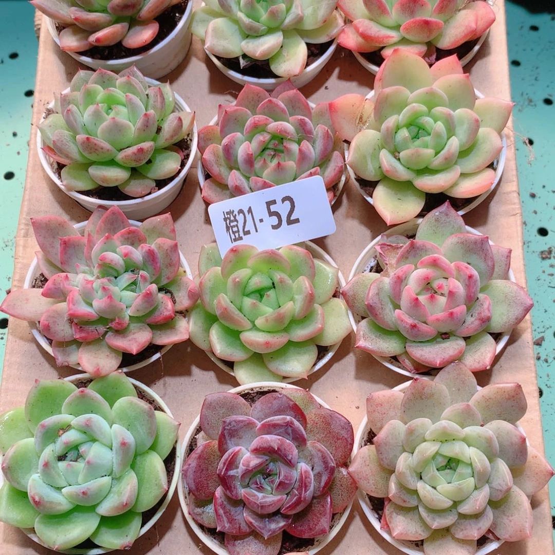 21-52一物一拍多肉带盆18颗