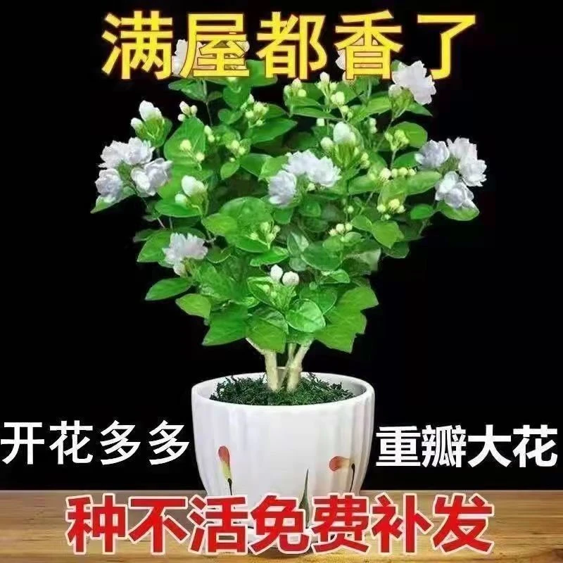 浓香型重瓣茉莉花苗四季开花盆栽绿植花卉浓香型驱蚊清香
