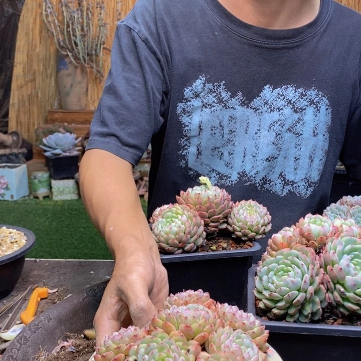 M***A432号白胖子多肉植物