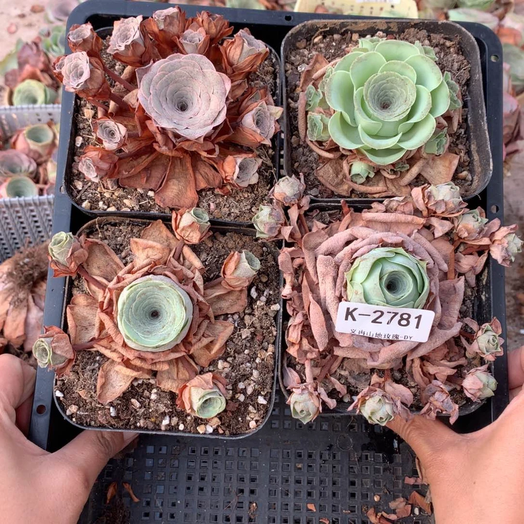 2781 会掉侧芽不售后