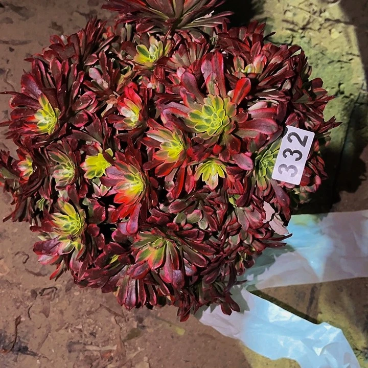 332朝霞多肉植物