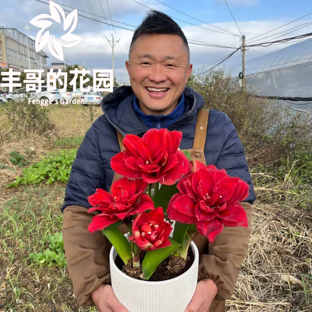 自然球《樱桃妮芙直径6+》1颗重瓣朱顶红种球