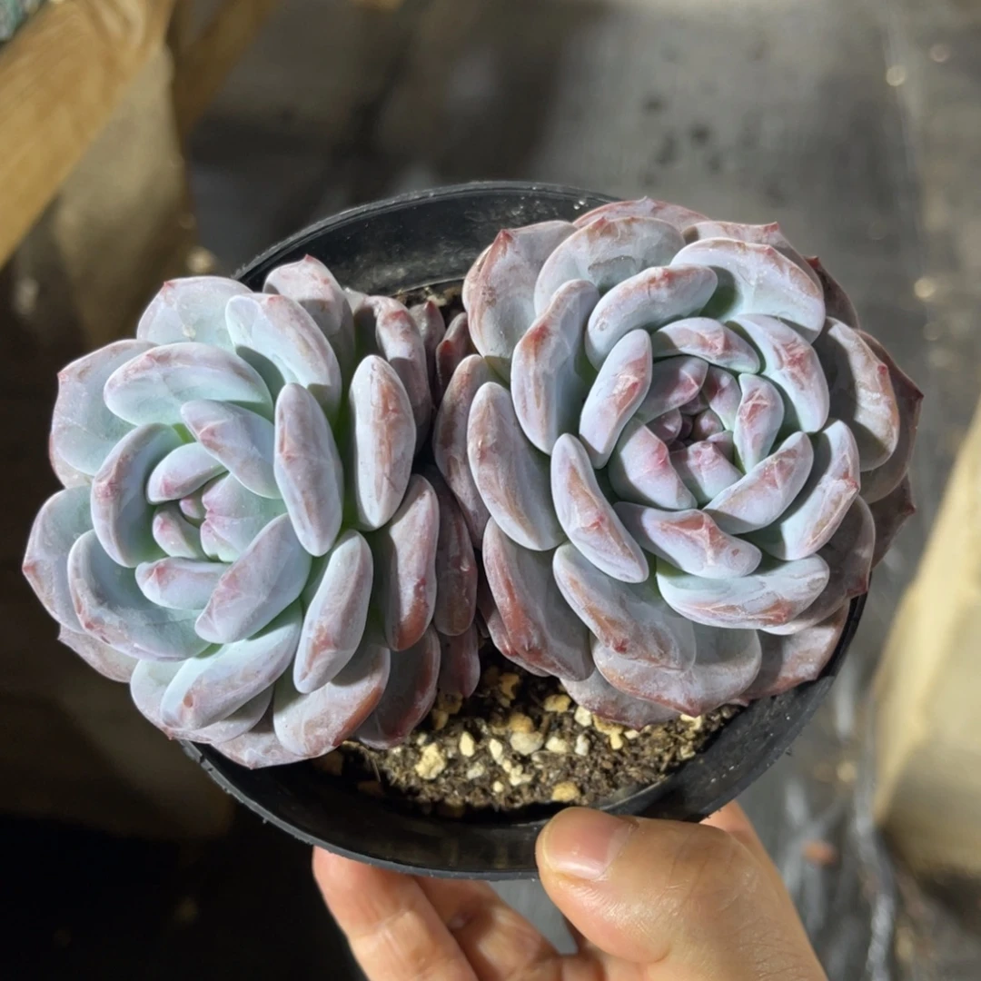 星影 一物一拍不支持退换
