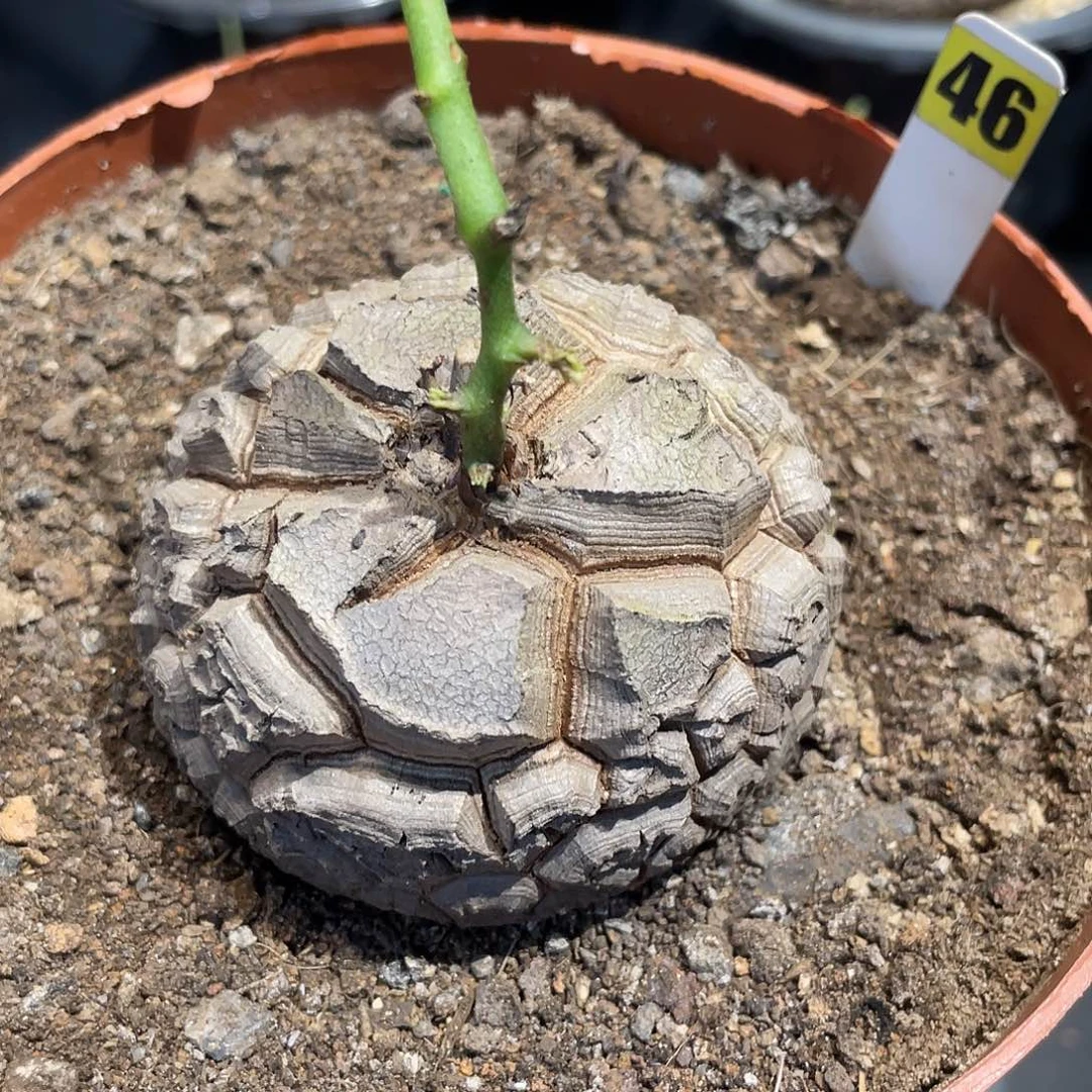 46龟甲龙不退不换