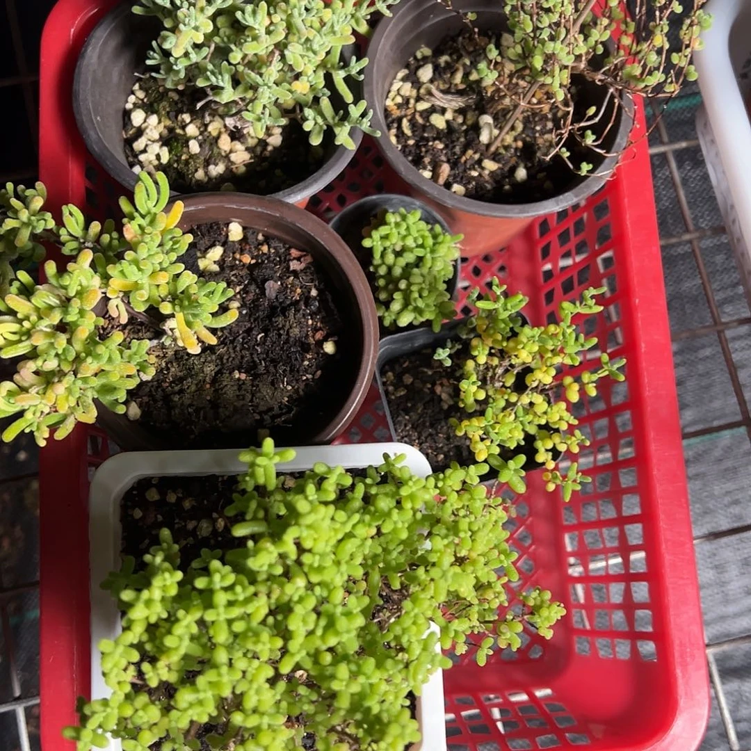 12号套餐老桩福利精品