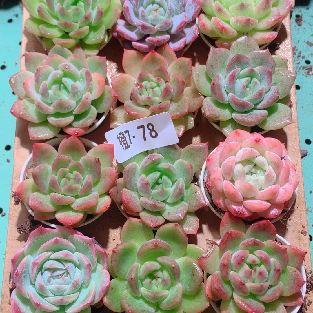 7-78一物一拍多肉带盆18颗