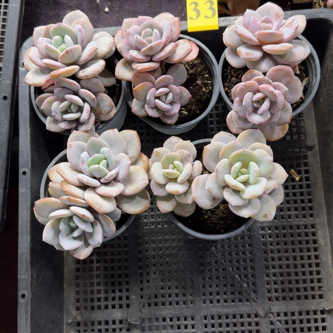 韩版奶茶5颗一起一物一拍33