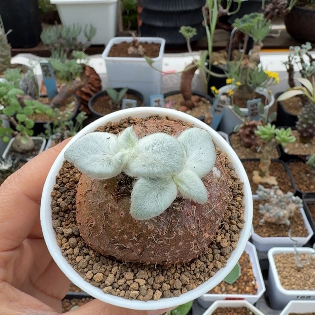 断涯女王119 仙人球球