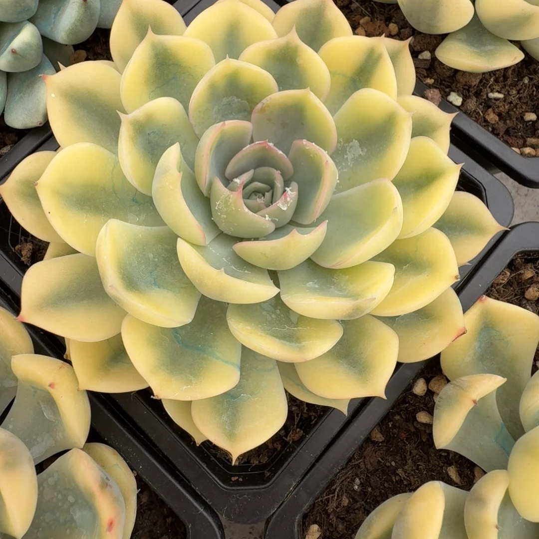 菲欧娜 安吉园艺锦