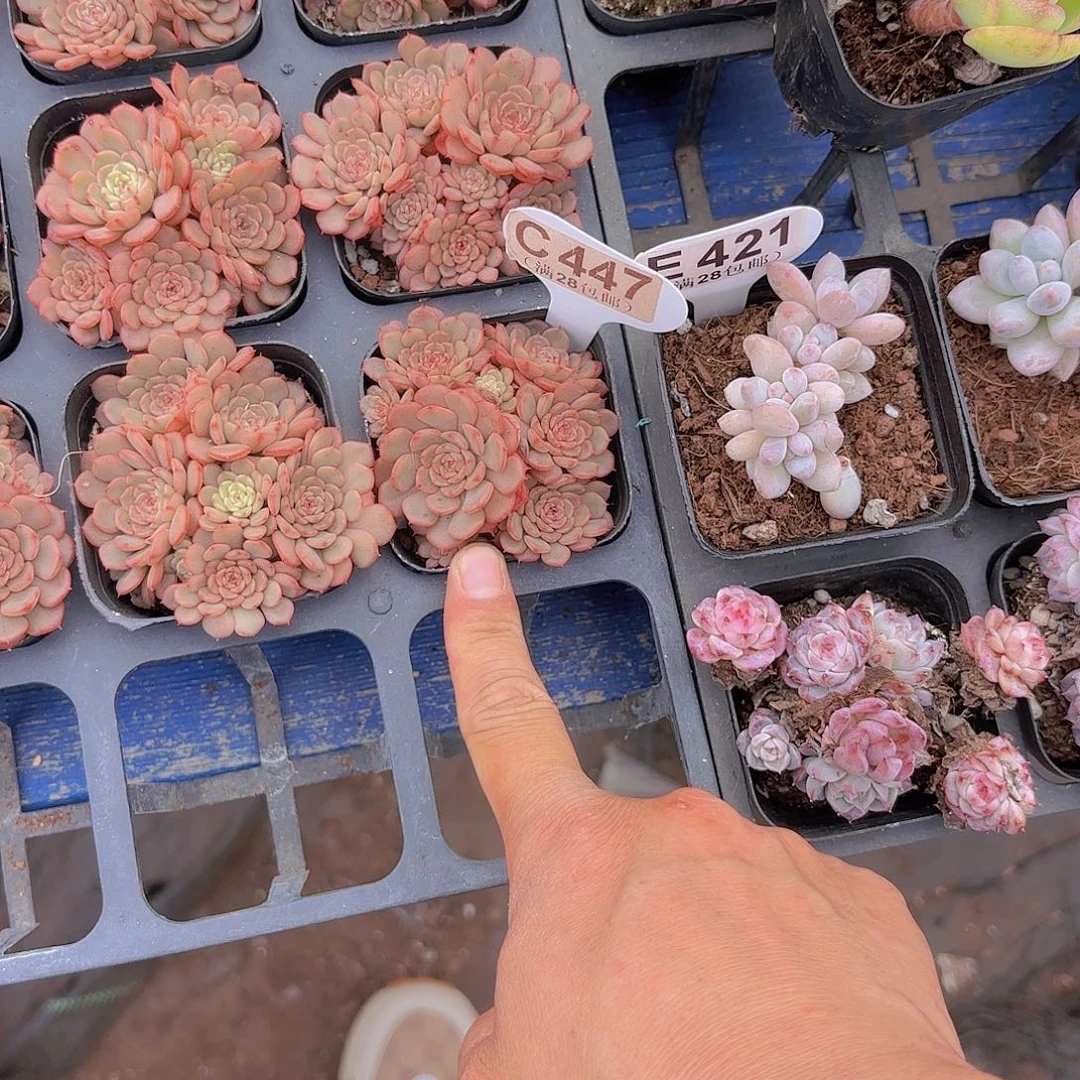 橘***酱C447糖果宝贝一物一拍