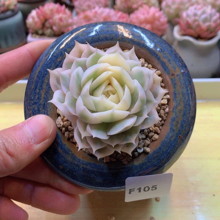 一物一拍满38包邮F105