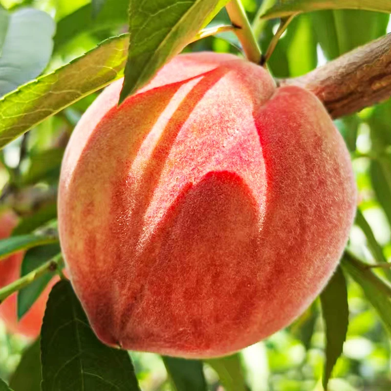 东江湖脆甜水蜜桃新鲜采摘果园直发坏果包赔 含箱重5斤装