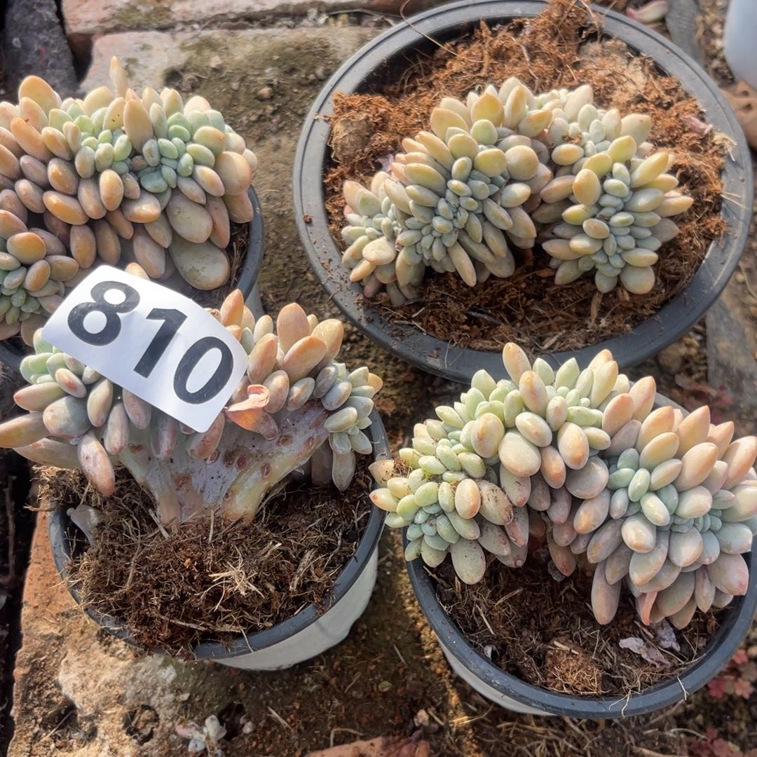 810号4颗148888888888