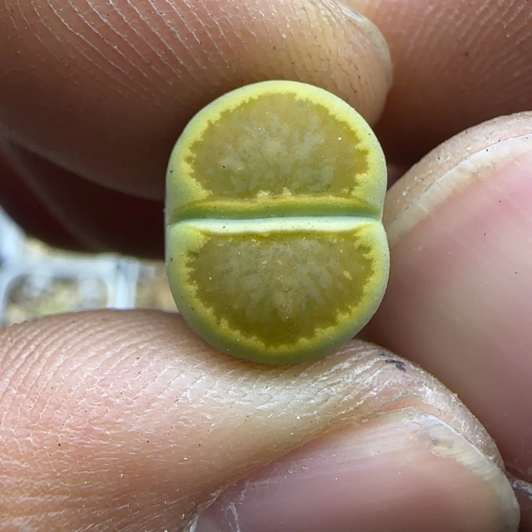 009 生石花大棚直播