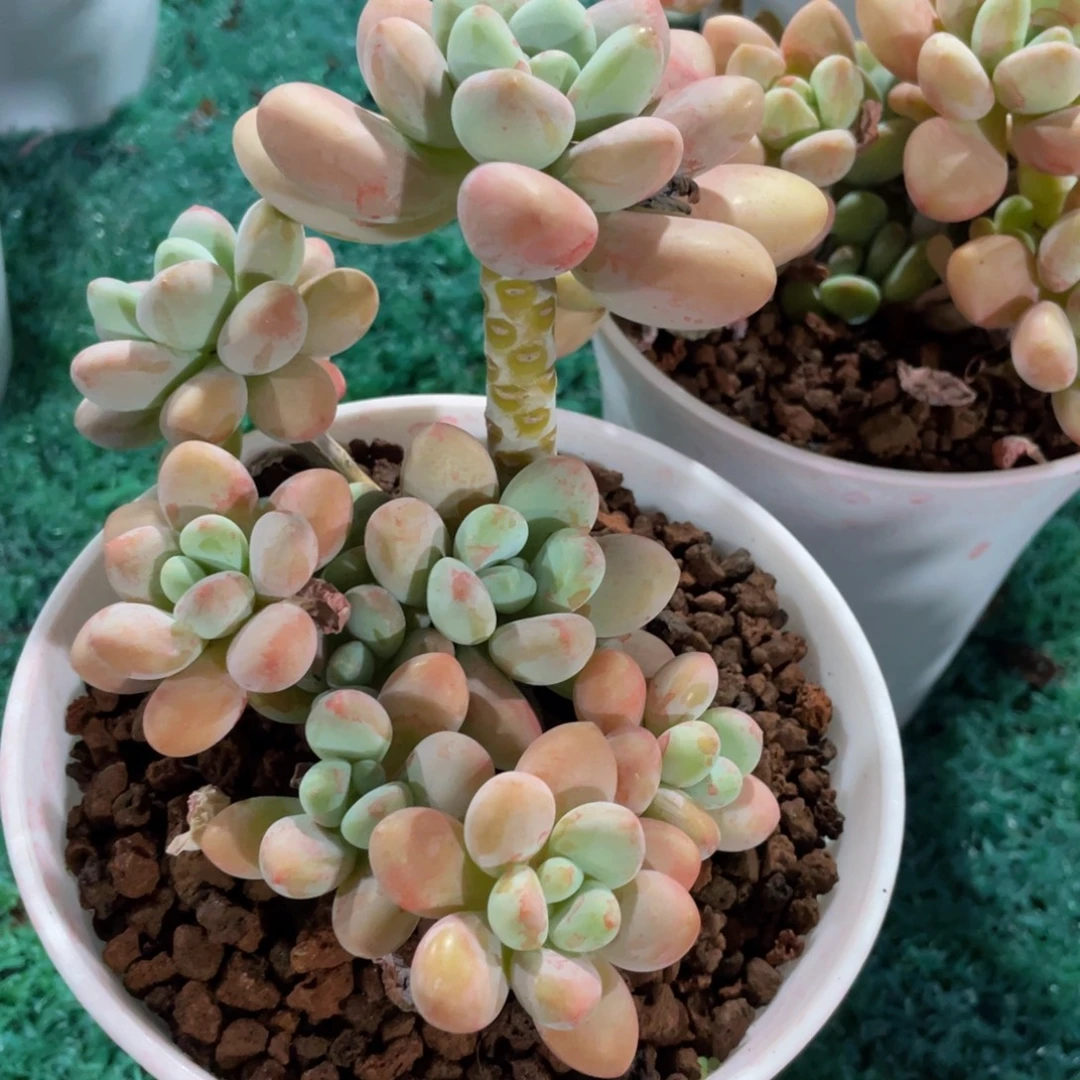 多肉植物盆栽多肉