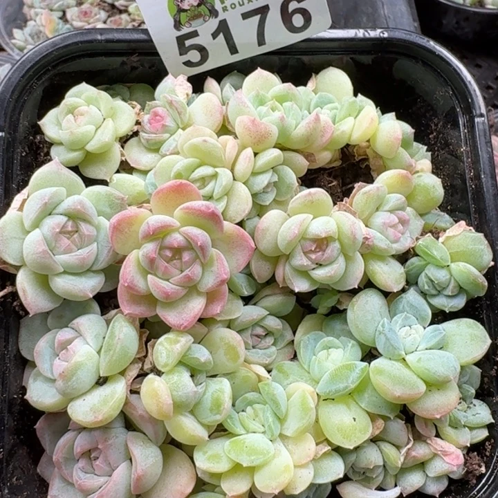 多肉植物多肉植物