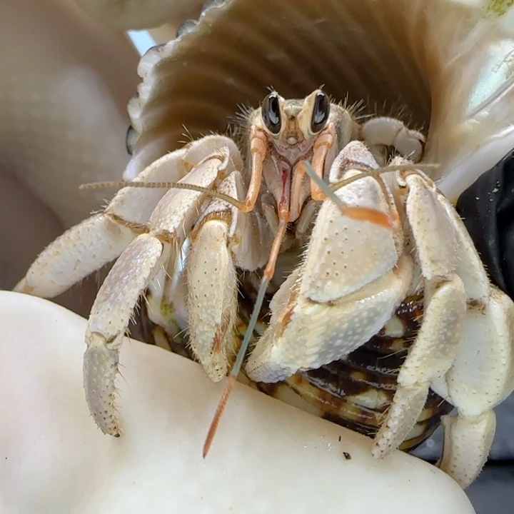 A7浅色 灰白2.0cm口径