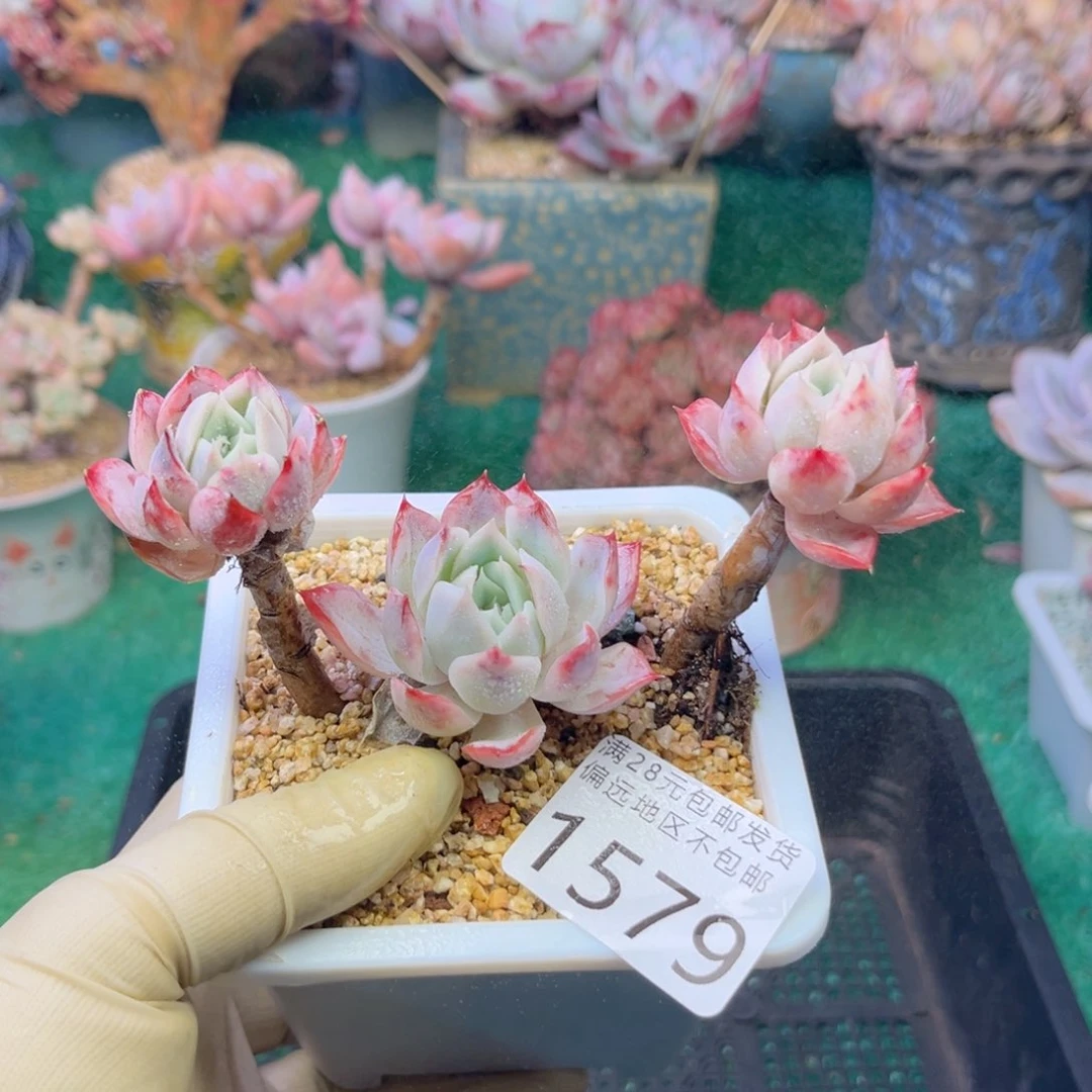 大1579；b d h x j b b v b