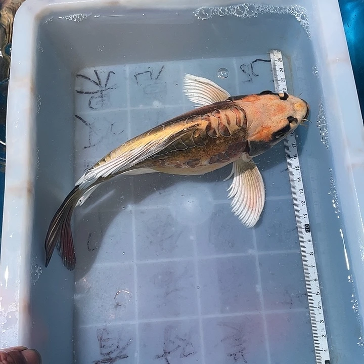 蝴蝶鲤鱼渔场直发09