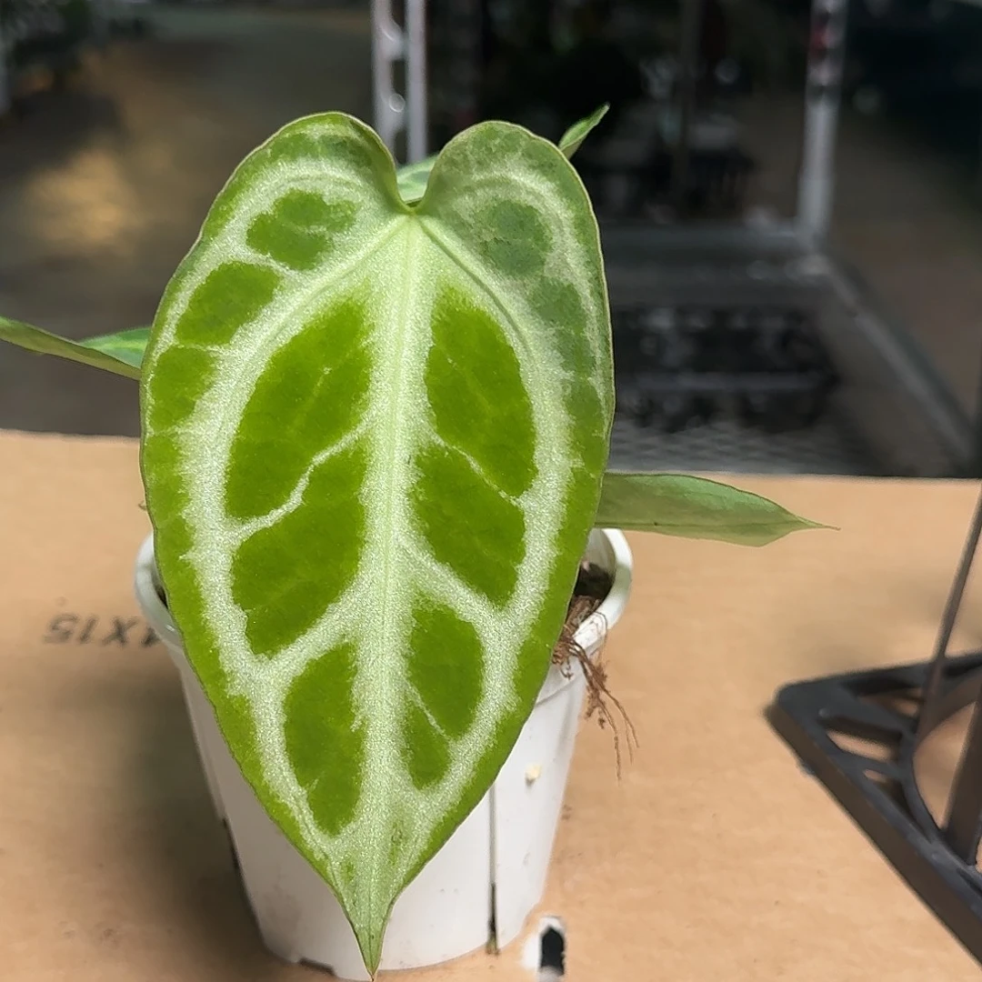 完全开放D36超级银杂