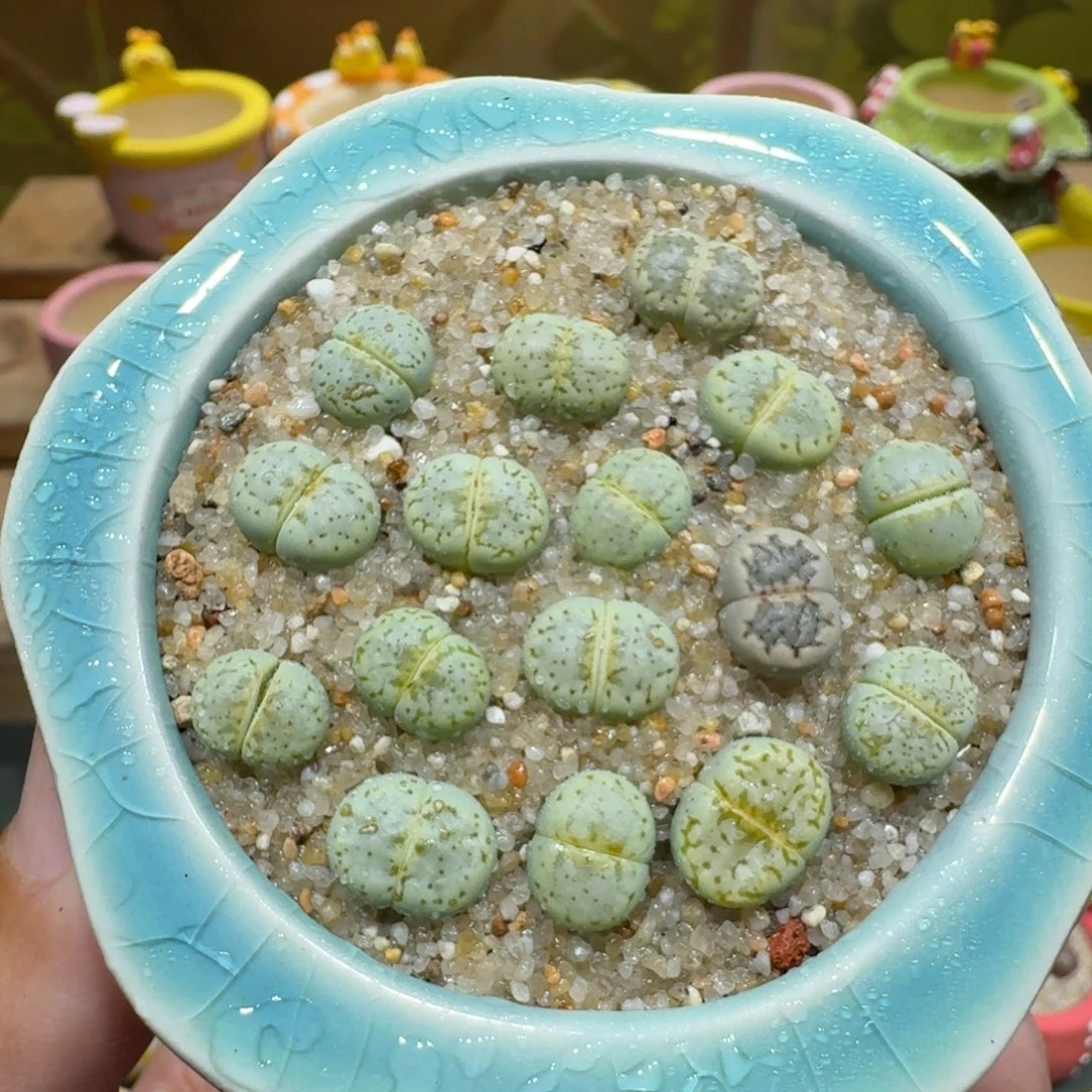 蘑菇1117奶油寿丽彩拼