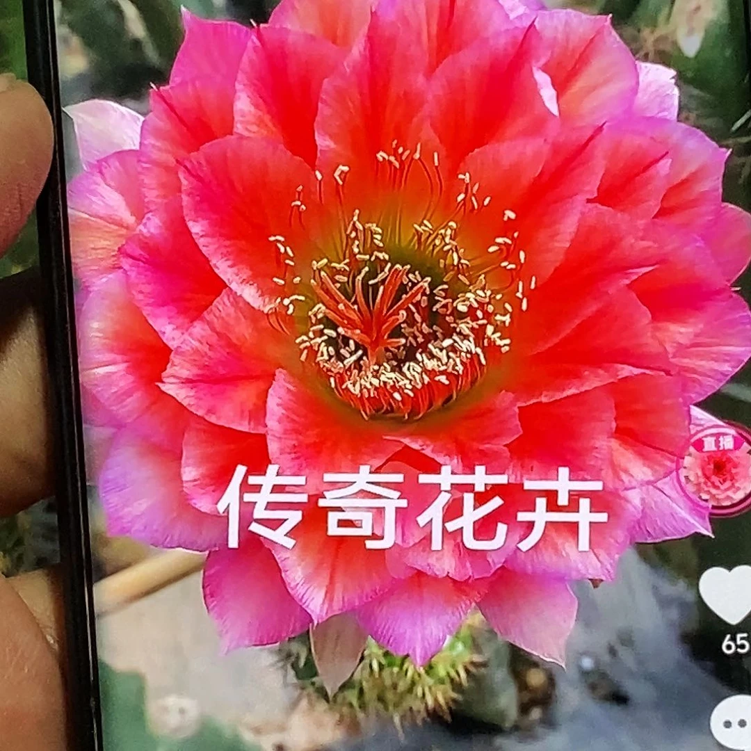 毛 立夏 加强侧芽歪20包邮/5公分以上