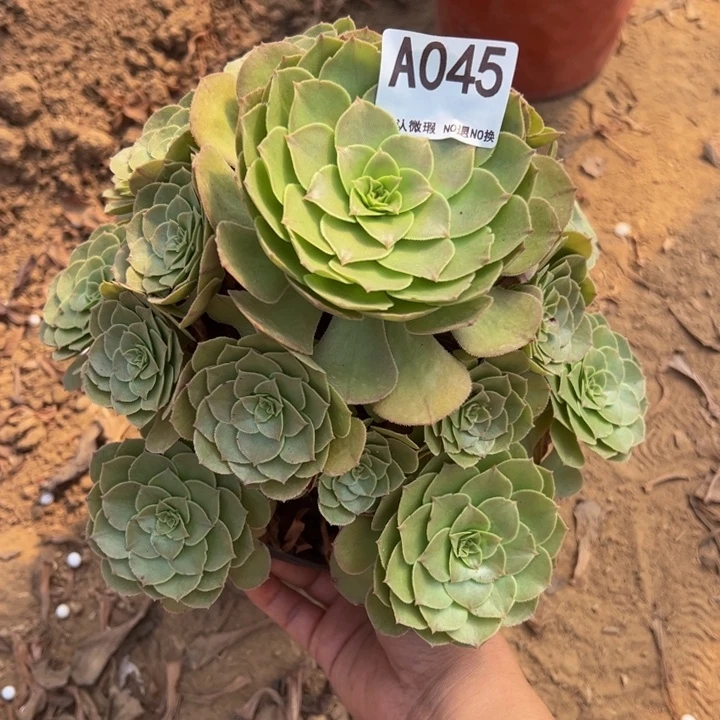 万圣节多肉植物045.