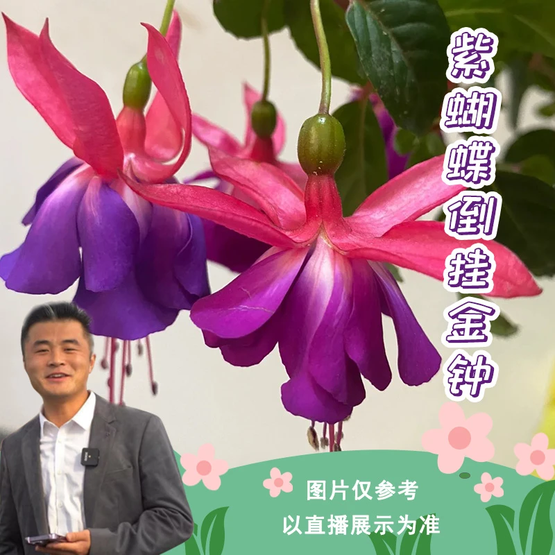 紫蝴蝶倒挂金钟重瓣灯笼盆栽好养活