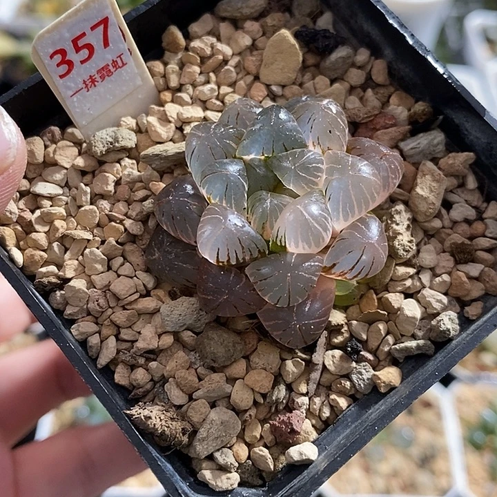 357姬玉露锦一物一拍