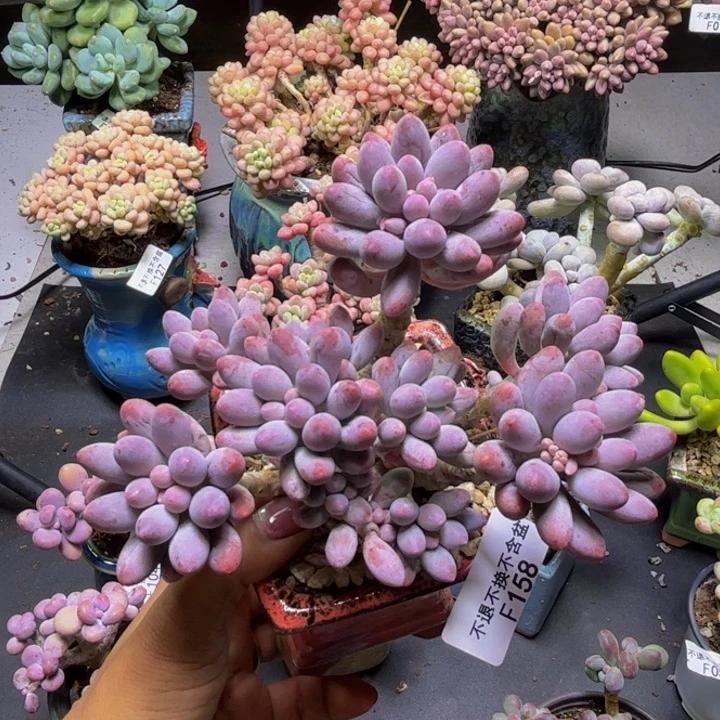 婴儿手指158/10cm多肉