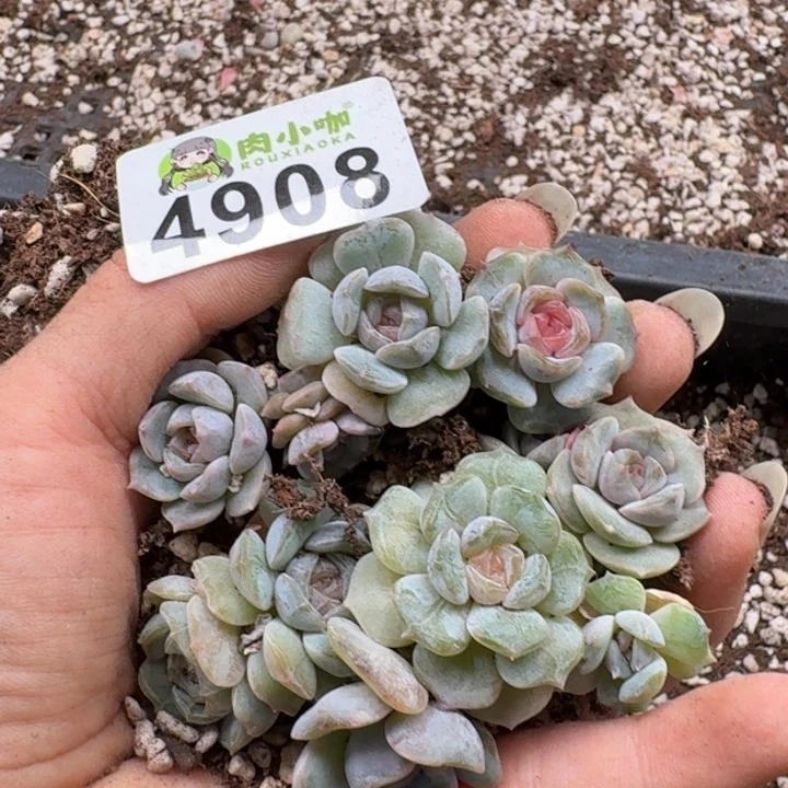 多肉植物多肉植物