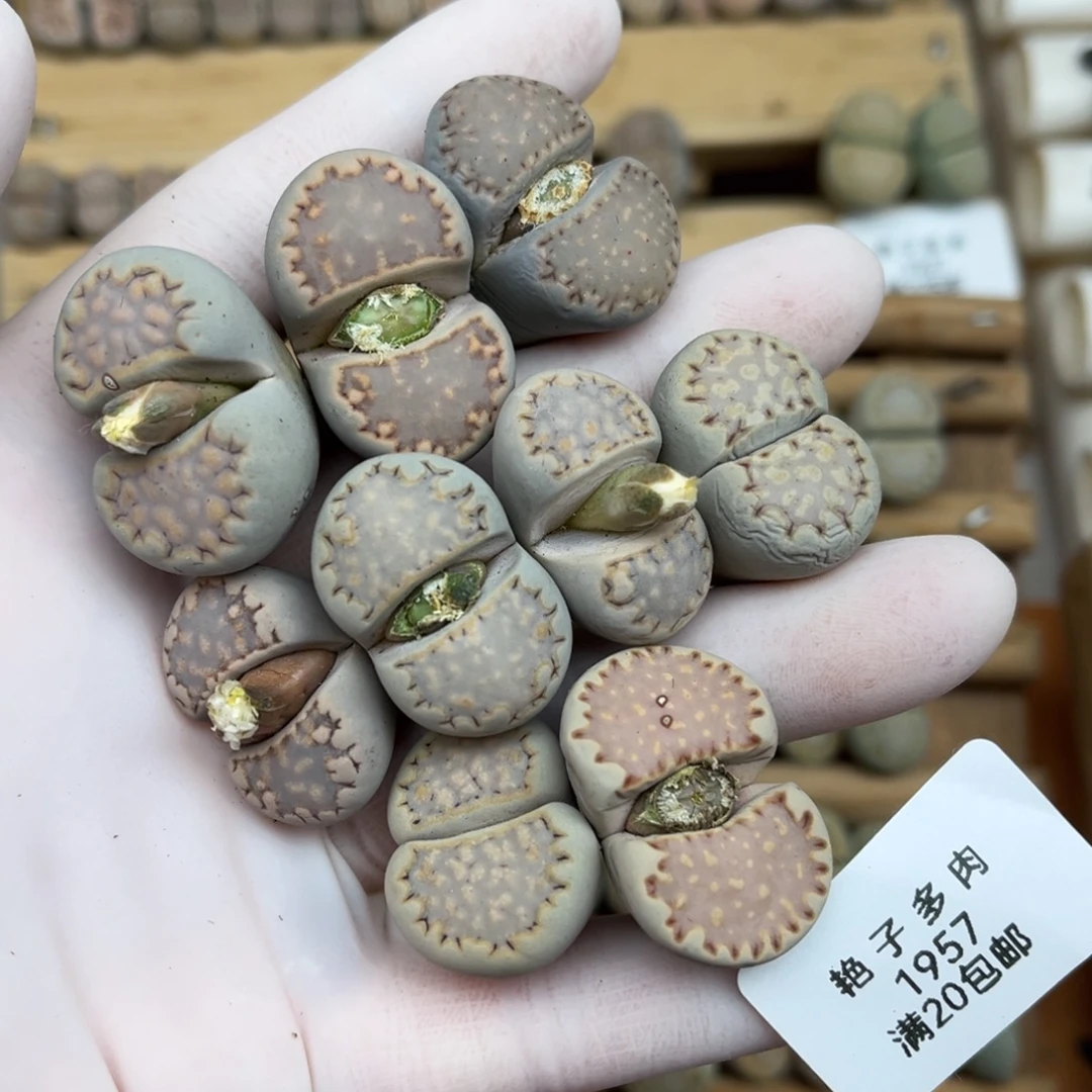 1957号一首特价饼干发货