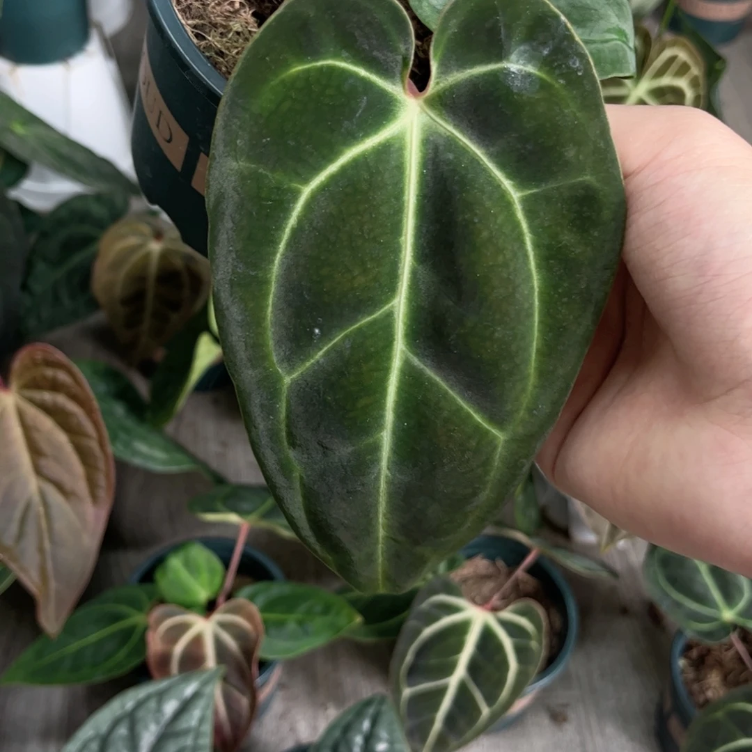 完全开放贝斯籽播