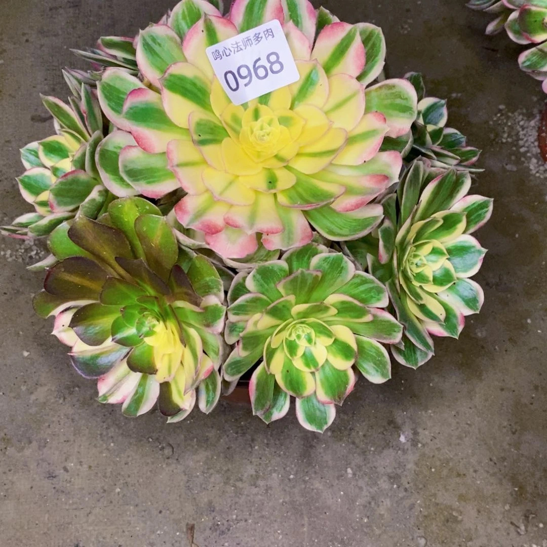 0968海王多肉植物