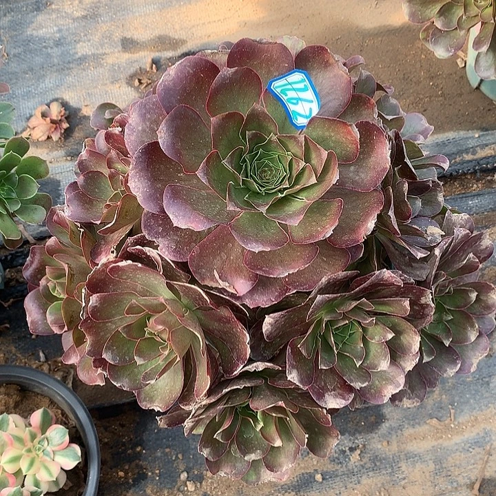 多肉植物魅金玫瑰1262