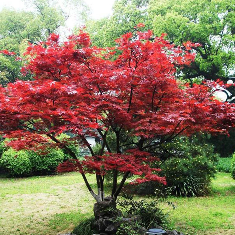 日本红枫原生红舞姬丛林式别墅庭院盆栽地栽南北方均可种植