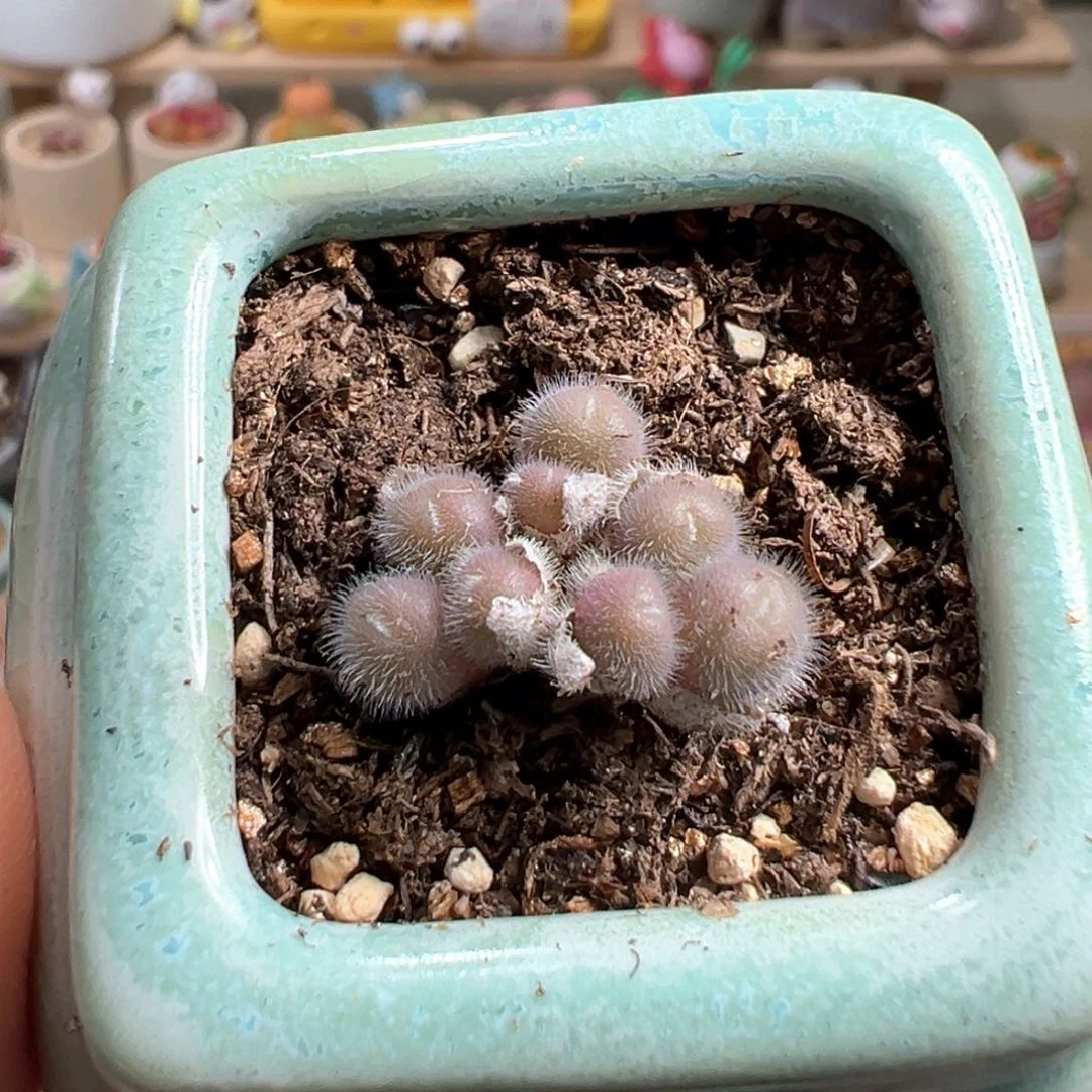 多肉植物38号毛球