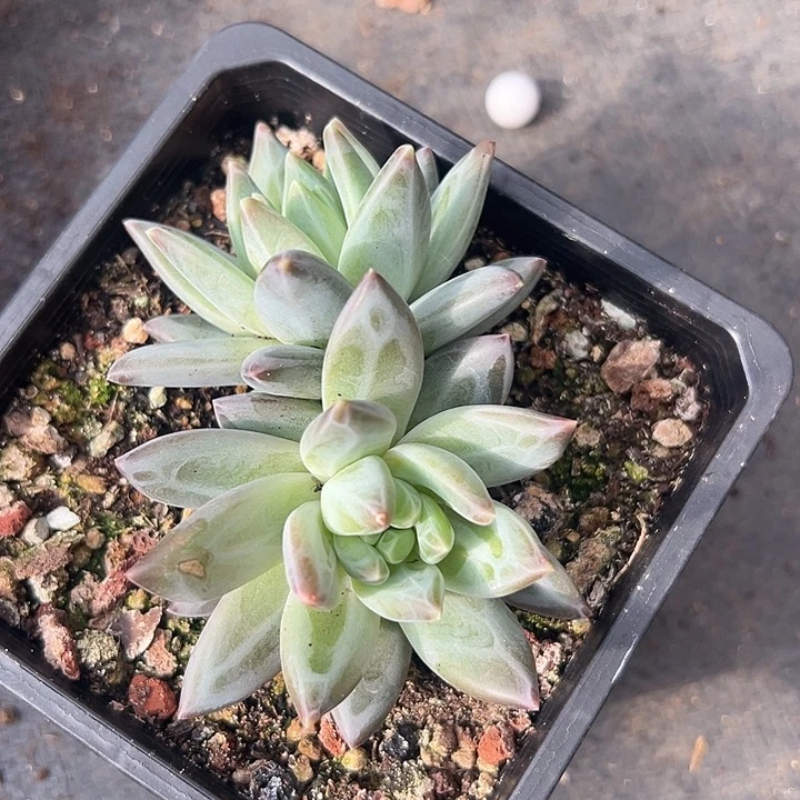 韦斯特曼美人特价一物一拍