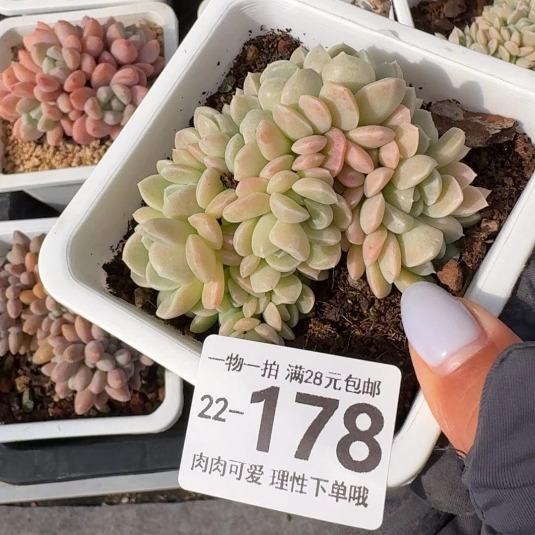 奶油美人缀无盆土发货
