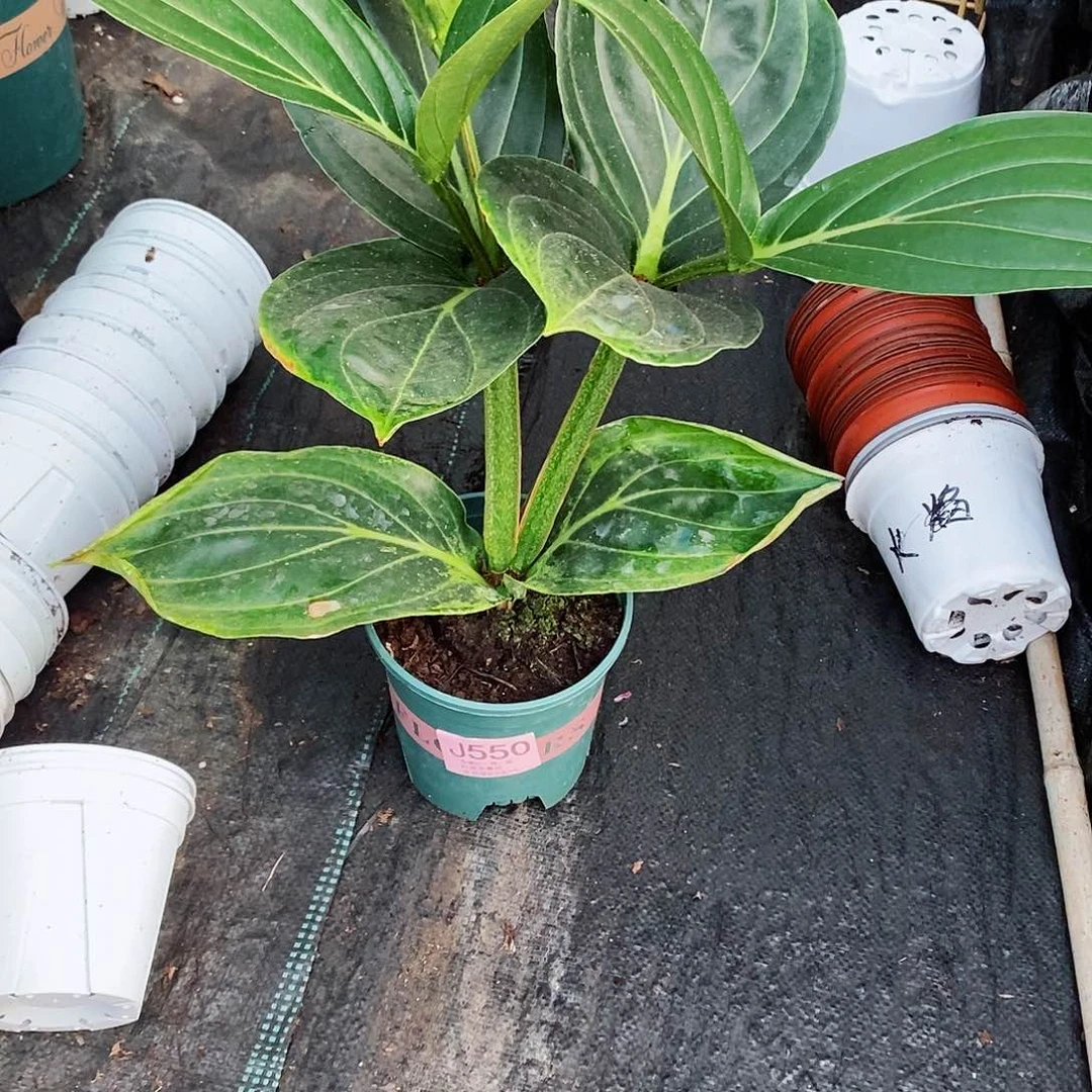 无花朵百*花木本花卉550