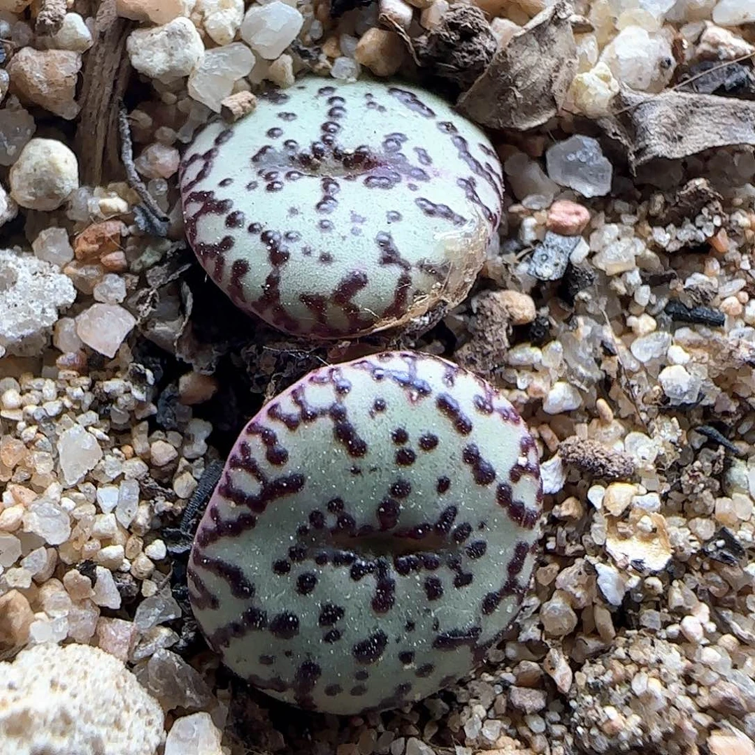 泡泡很大哦。     40694