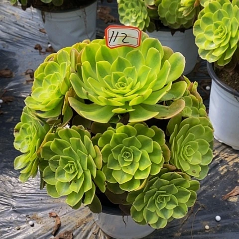 雨荷老桩捧花112号链接