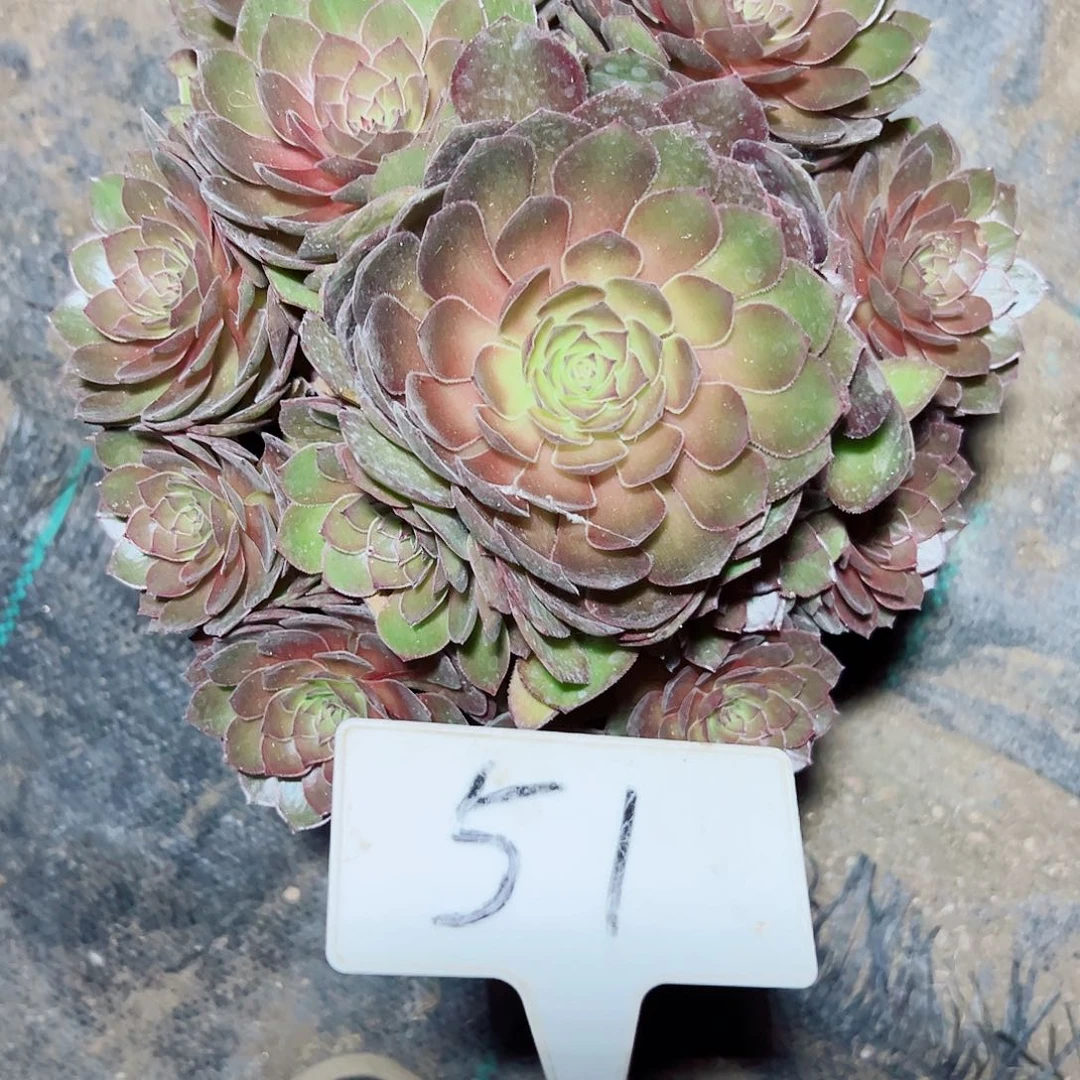 多肉植物红魔法师